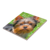 Yorkshire Terrier omhoog kijkend Tegeltje (Zijkant)