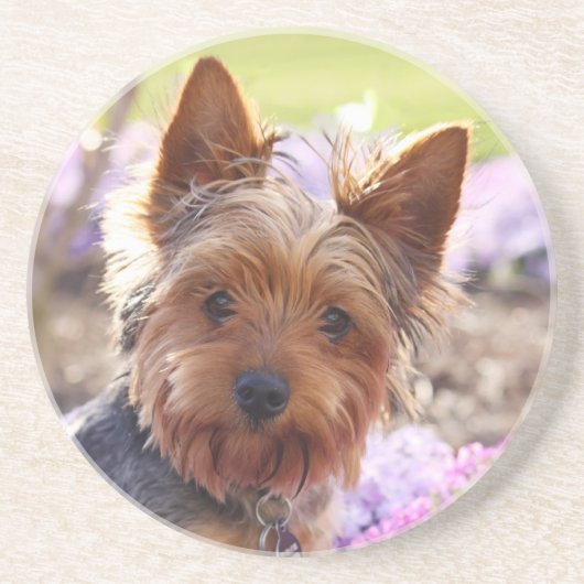 Yorkshire Terrier-Onderzetter Zandsteen Onderzetter (Voorkant)