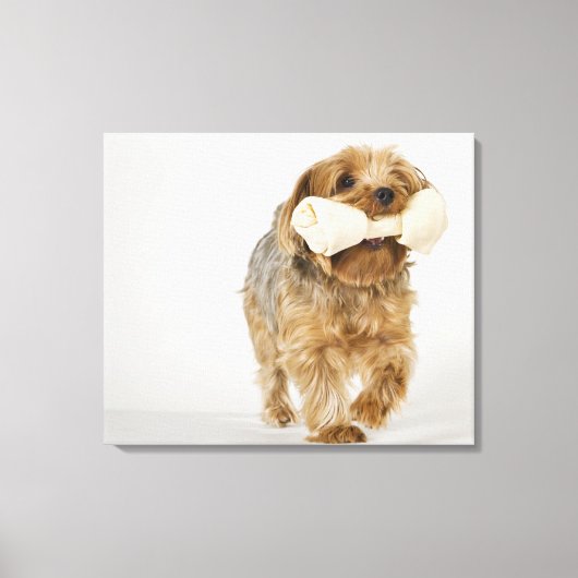 Yorkshire Terrier op witte achtergrond lopend Canvas Afdruk (Voorkant)