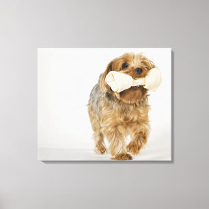 Yorkshire Terrier op witte achtergrond lopend Canvas Afdruk
