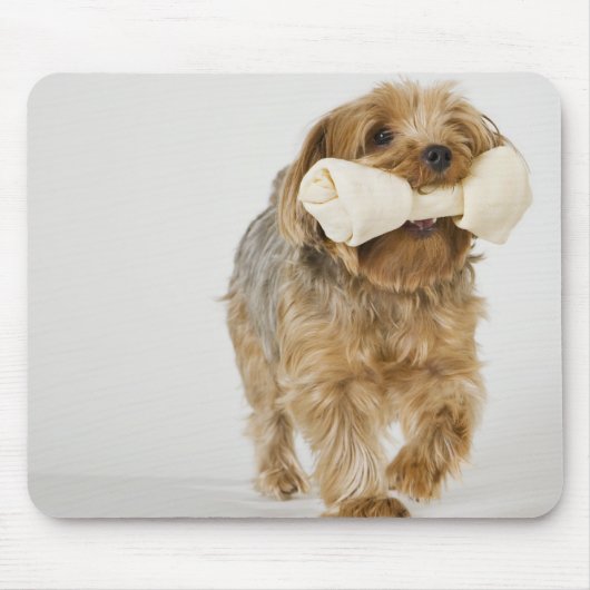 Yorkshire Terrier op witte achtergrond lopend Muismat (Voorkant)