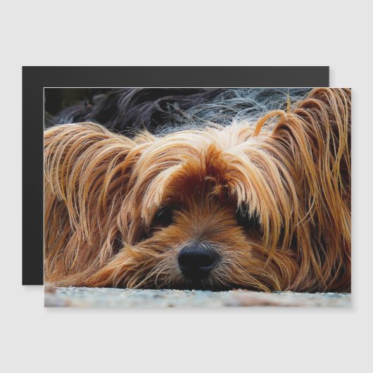 Yorkshire Terrier Photo Metallic Card (Voorkant / Achterkant)
