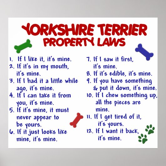 YORKSHIRE TERRIER PL2 POSTER (Voorkant)