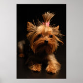 Yorkshire Terrier Portrait Poster (Voorkant)