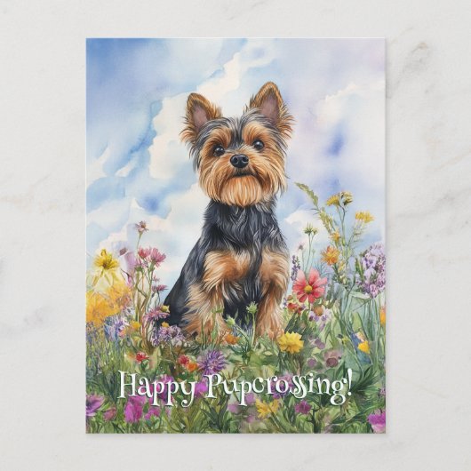 Yorkshire Terrier Postcrossing - Briefkaart (Voorkant)