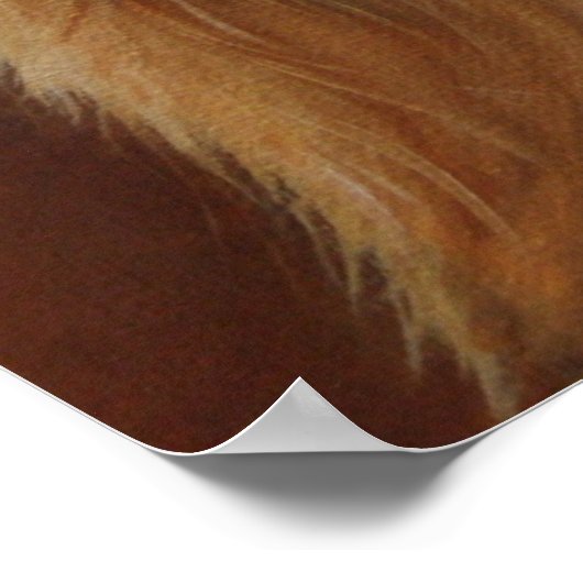 Yorkshire Terrier Poster (Hoek)