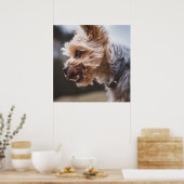 Yorkshire Terrier Poster (Keuken)