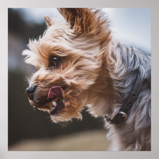 Yorkshire Terrier Poster (Voorkant)