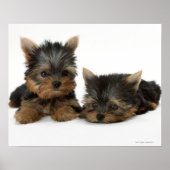 Yorkshire Terrier Poster (Voorkant)