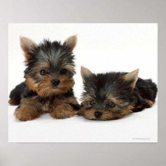 Yorkshire Terrier Poster (Voorkant)