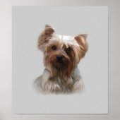 Yorkshire Terrier Poster (Voorkant)