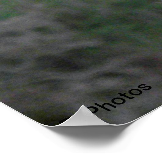 Yorkshire Terrier Poster (Hoek)