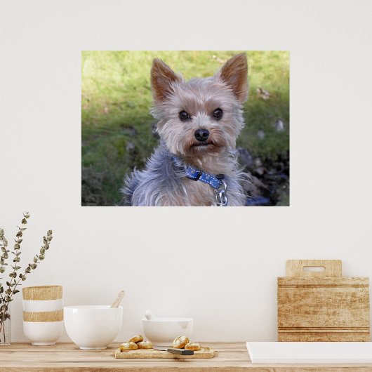 Yorkshire Terrier Poster (Keuken)