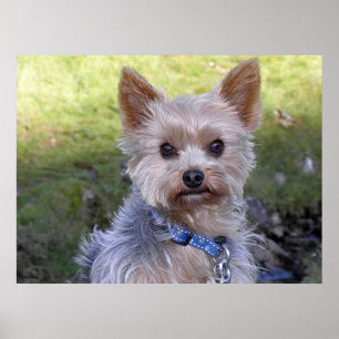 Yorkshire Terrier Poster
