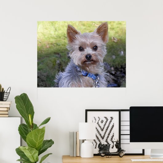 Yorkshire Terrier Poster (Thuiskantoor)
