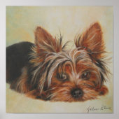 Yorkshire Terrier Poster (Voorkant)