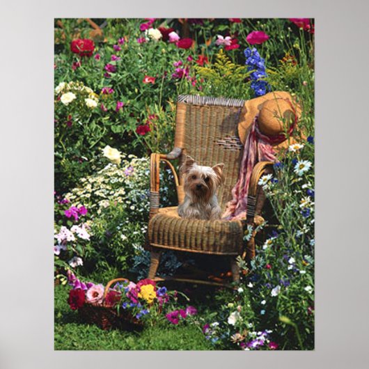Yorkshire Terrier Poster Garden (Voorkant)