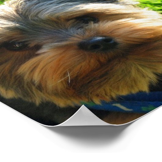 Yorkshire Terrier Poster Print (Hoek)