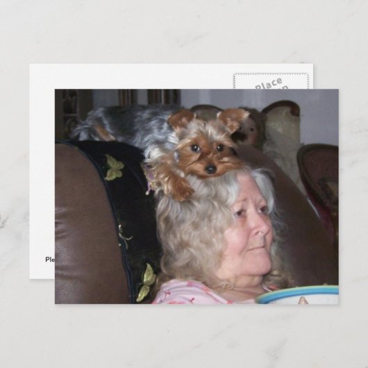 Yorkshire Terrier-postkaart Briefkaart (Voorkant / Achterkant)