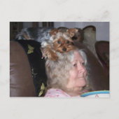 Yorkshire Terrier-postkaart Briefkaart (Voorkant)