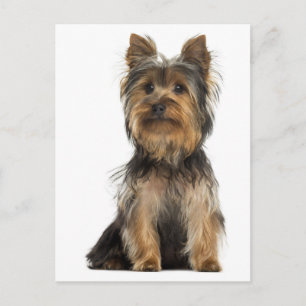 Yorkshire Terrier Pup Honden Postkaart