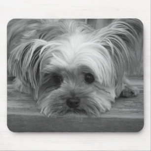 Yorkshire Terrier Puppie Hond Muismatje Muismat