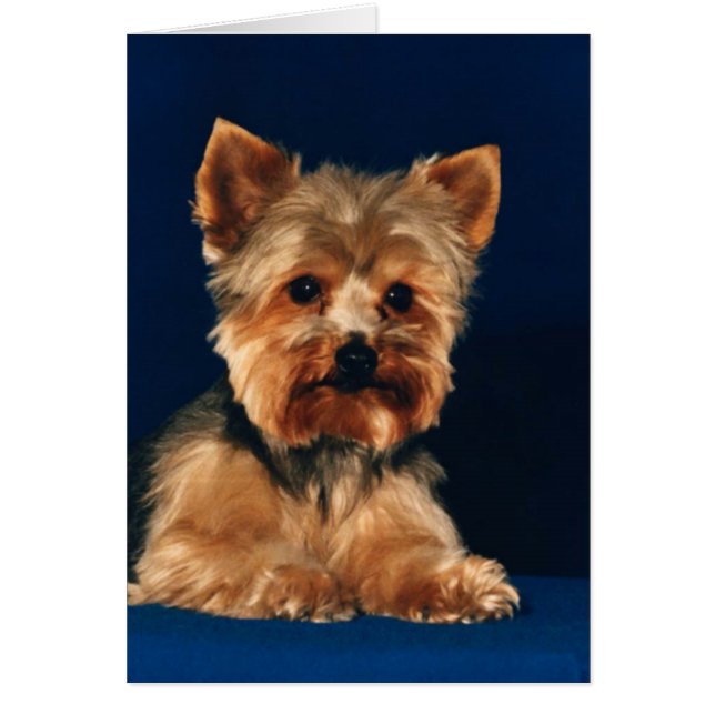 Yorkshire Terrier Puppy (Voorkant)