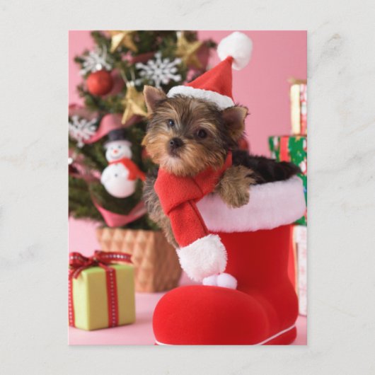 Yorkshire Terrier Puppy and Christmas Feestdagenkaart (Voorkant)