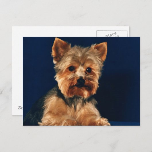 Yorkshire Terrier Puppy Briefkaart (Voorkant / Achterkant)