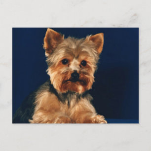 Yorkshire Terrier Puppy Briefkaart