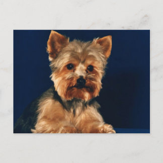 Yorkshire Terrier Puppy Briefkaart
