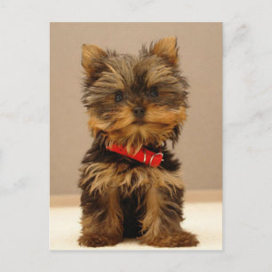 Yorkshire Terrier Puppy Briefkaart