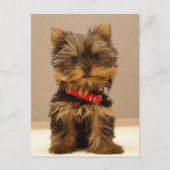Yorkshire Terrier Puppy Briefkaart (Voorkant)