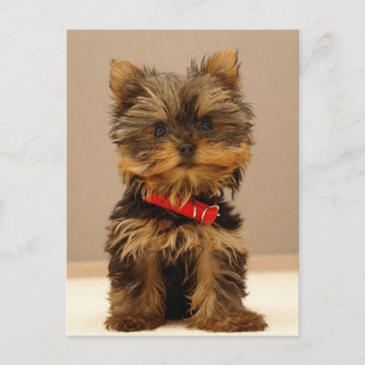 Yorkshire Terrier Puppy Briefkaart (Voorkant)
