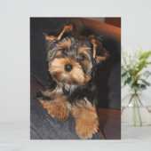 Yorkshire Terrier Puppy Dog (Staand voorkant)