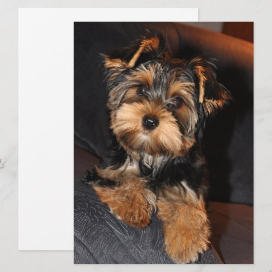 Yorkshire Terrier Puppy Dog (Voorkant / Achterkant)