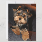 Yorkshire Terrier Puppy Dog (Voorkant)