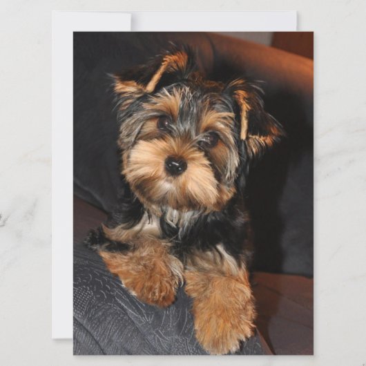 Yorkshire Terrier Puppy Dog (Voorkant)