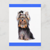 Yorkshire Terrier Puppy Dog Blank Blue Briefkaart (Voorkant)