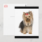 Yorkshire Terrier Puppy Dog Blank Briefkaart (Voorkant / Achterkant)