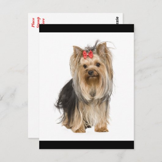 Yorkshire Terrier Puppy Dog Blank Briefkaart (Voorkant / Achterkant)