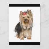 Yorkshire Terrier Puppy Dog Blank Briefkaart (Voorkant)