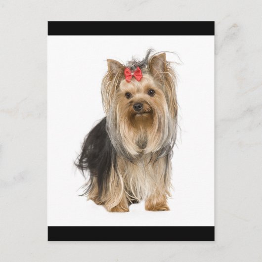 Yorkshire Terrier Puppy Dog Blank Briefkaart (Voorkant)
