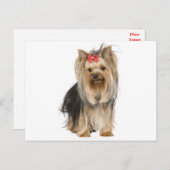 Yorkshire Terrier Puppy Dog Blank Briefkaart (Voorkant / Achterkant)