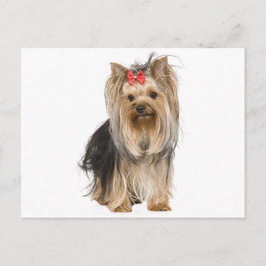 Yorkshire Terrier Puppy Dog Blank Briefkaart (Voorkant)