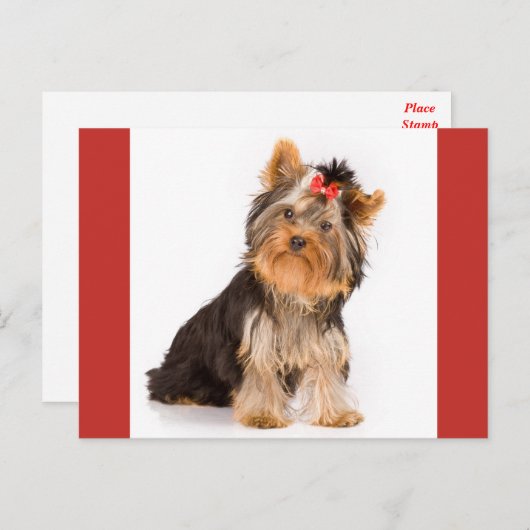 Yorkshire Terrier Puppy Dog Blank Briefkaart (Voorkant / Achterkant)