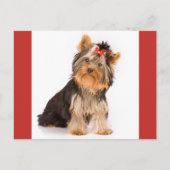 Yorkshire Terrier Puppy Dog Blank Briefkaart (Voorkant)