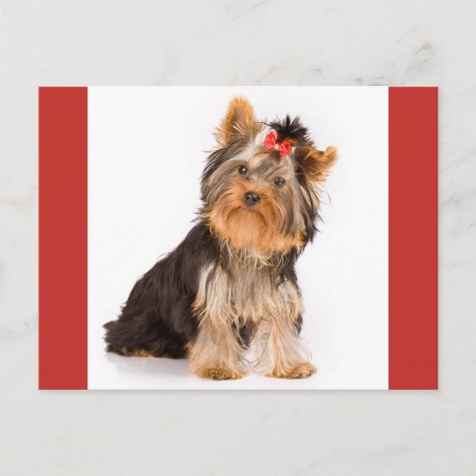 Yorkshire Terrier Puppy Dog Blank Briefkaart (Voorkant)