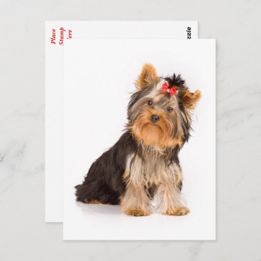 Yorkshire Terrier Puppy Dog Blank Briefkaart (Voorkant / Achterkant)