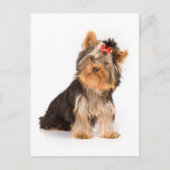 Yorkshire Terrier Puppy Dog Blank Briefkaart (Voorkant)